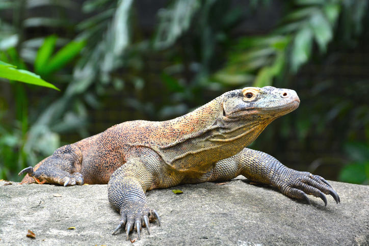 What led to a Komodo dragon attack at the Akron Zoo