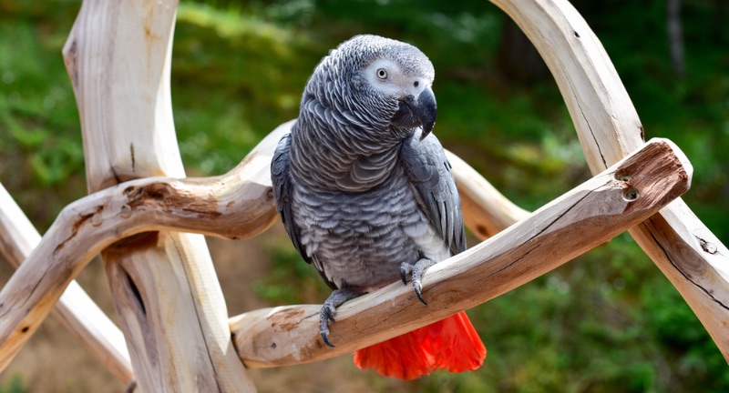 <p>African Grey Parrots are exceptional at mimicry, understanding concepts of shape, color, and number. Known for their impressive cognitive abilities, they can learn a vast vocabulary and use words in context, demonstrating an understanding of meaning beyond simple repetition. These birds are capable of solving puzzles and making tools, which points to a sophisticated level of intelligence. Their ability to comprehend and communicate complex concepts makes them one of the most intelligent bird species.</p>
