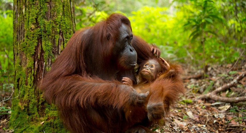 <p>Orangutans use tools in the wild, can learn sign language, and demonstrate foresight by planning. These intelligent primates are known for their ability to use leaves as gloves or umbrellas and sticks to extract termites from their mounds. Their capacity to learn sign language and communicate with humans underscores their cognitive abilities. Orangutans also plan their travel routes in advance, indicating a high level of intelligence and spatial awareness.</p>