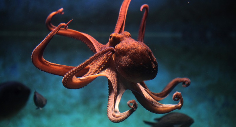 <p>Octopuses are known for their problem-solving skills, ability to escape enclosures, and use tools. These cephalopods have a highly developed brain and exhibit behaviors such as opening jars and mimicking other species for survival. They can navigate complex mazes and change their skin color and texture for camouflage, showcasing their adaptability and intelligence. Octopuses’ use of tools, such as using coconut shells for shelter, highlights their cognitive sophistication.</p>