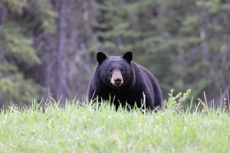 Bear attacks 5 people, remains on the loose after video shows it ...