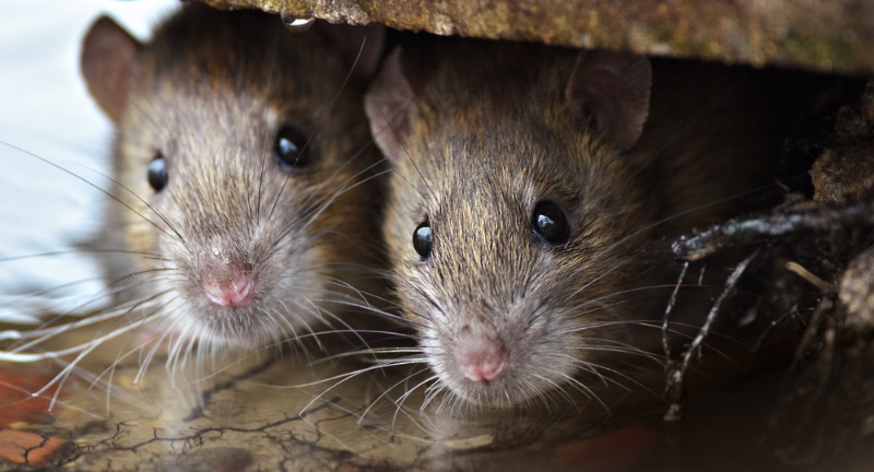 <p>Rats are known for their ability to navigate mazes, demonstrate social learning, and have a high degree of empathy. These rodents have been shown to perform altruistic behaviors, such as freeing a trapped companion, indicating emotional depth. Rats can learn complex tasks, remember them for long periods, and teach these skills to other rats. Their adaptability and problem-solving abilities make them subjects of interest in scientific research on learning and memory.</p>