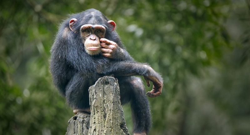 <p>Chimpanzees are the closest living relatives to humans, capable of using tools, learning language symbols, and showing empathy. These primates demonstrate remarkable intellectual abilities, such as solving complex problems and using tools for food acquisition. They can learn sign language and other symbolic forms of communication, showcasing their capacity to understand abstract concepts. Furthermore, their social interactions exhibit signs of empathy, cooperation, and understanding, highlighting their emotional depth and complex societal structures.</p>