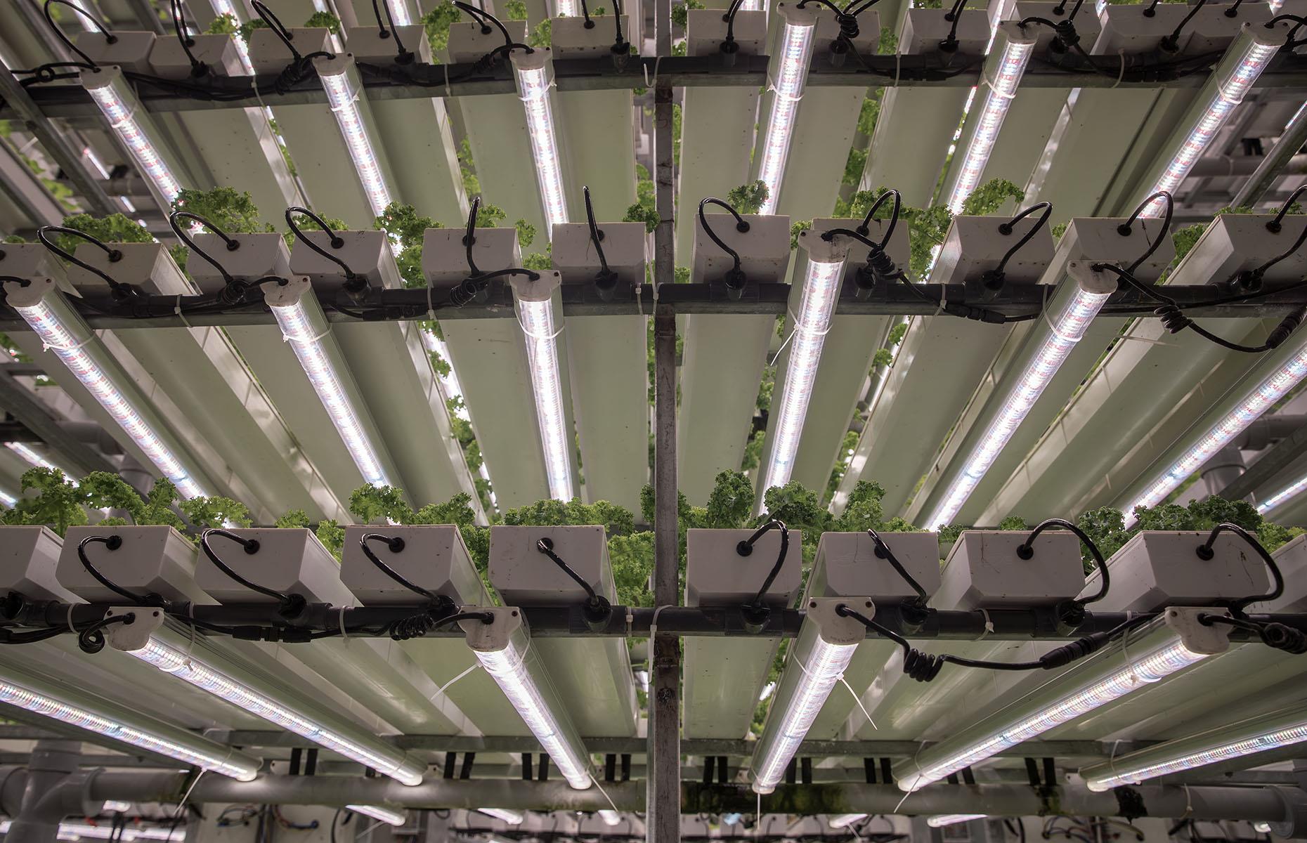 <p>The world's first robot farm launched in Japan in 2017. Owned by a company called Spread, the vegetable factory is an indoor hydroponic farm factory that's designed to produce around 30,000 lettuces a day by 2030, with minimal cost and human input required. Robots water, feed, harvest, and transplant the crops: in fact, they do everything apart from sow the seeds.</p>  <p>Elsewhere, robots are also being used to pick fruit such as strawberries, using sensors to choose the ripest berries to reduce food waste. </p>