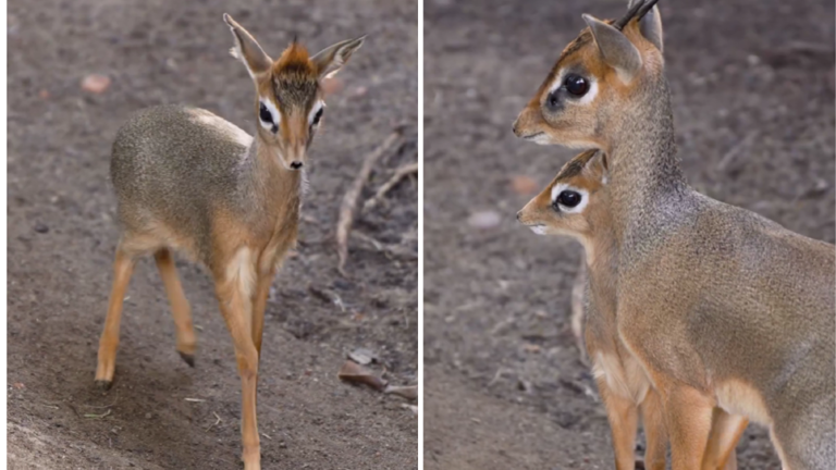 San Diego Zoo Welcomes Precious New Dik-Dik Calf