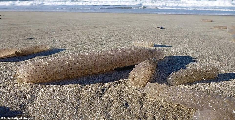 Bizarre Blob-like Creatures Are Washing Ashore On The West Coast