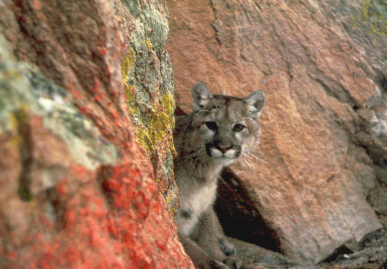 Mountain lion kills man in Northern California in state's first fatal ...