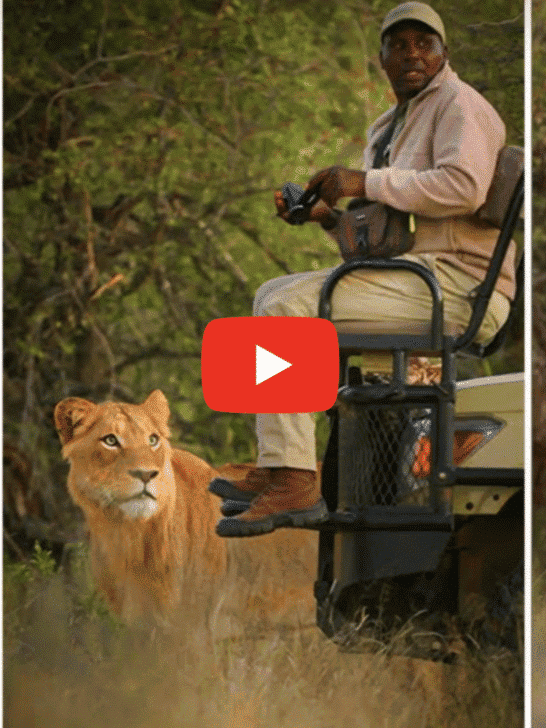 Why Do Lion Not Attack When you Are In Safari Vehicle