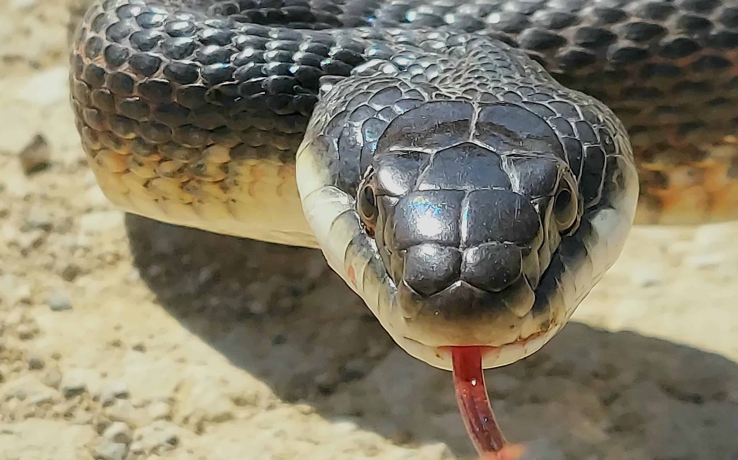 The 6 Smells That Raccoons Absolutely Hate