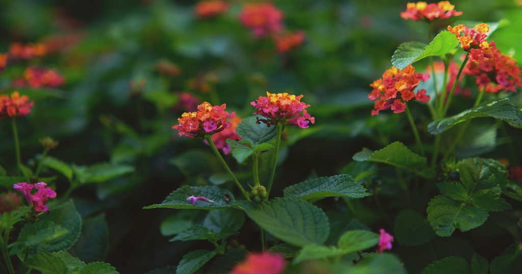 15 Flowers That Attract Monarch Butterflies