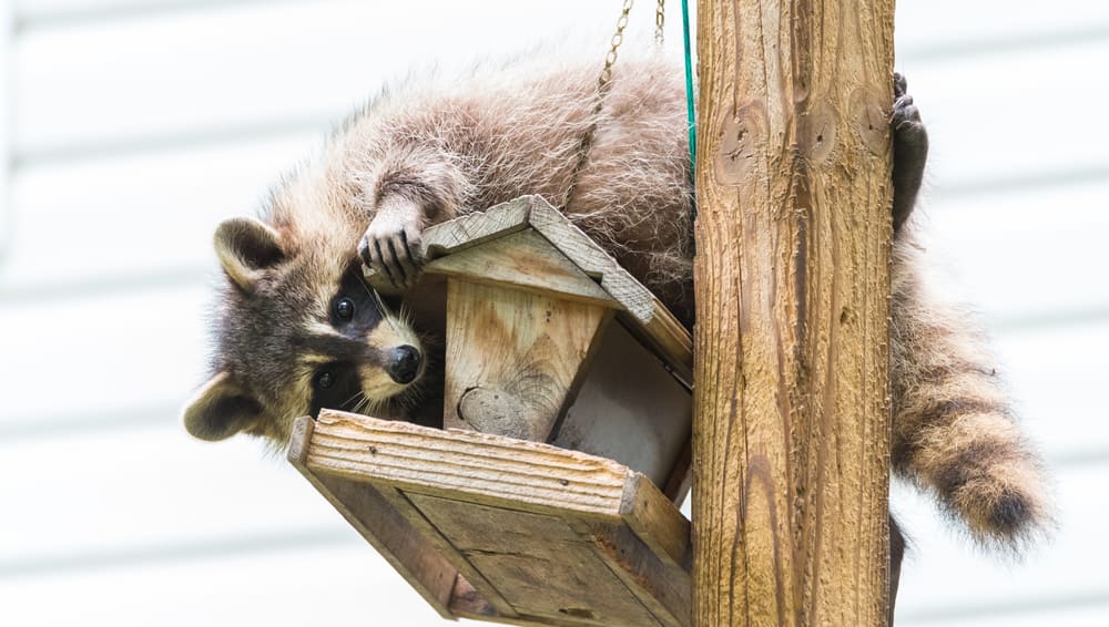 The 6 Smells That Raccoons Absolutely Hate