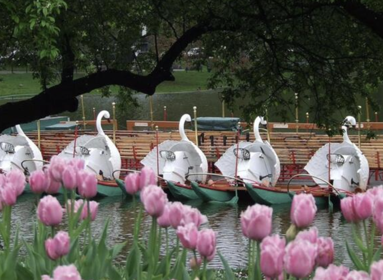 The City of Boston along with the Boston Parks and Recreation Department have revealed that the iconic Swan Boats are opening for their 147th season!