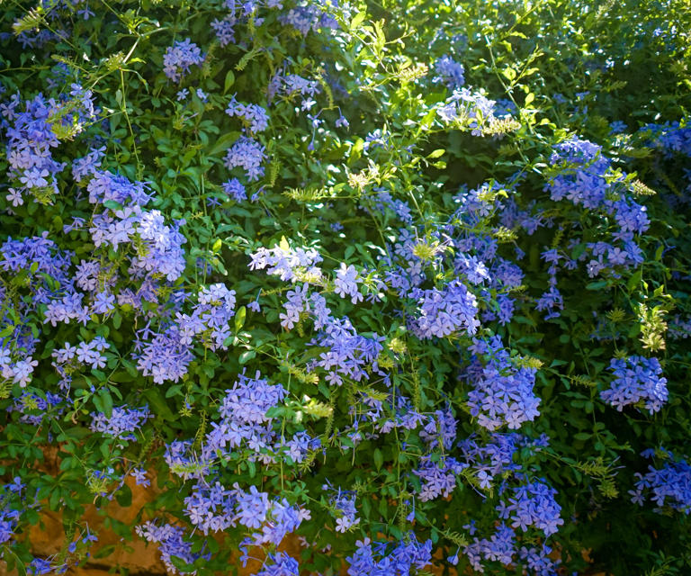 How to grow plumbago – the tropical shrub with striking sky-blue blooms