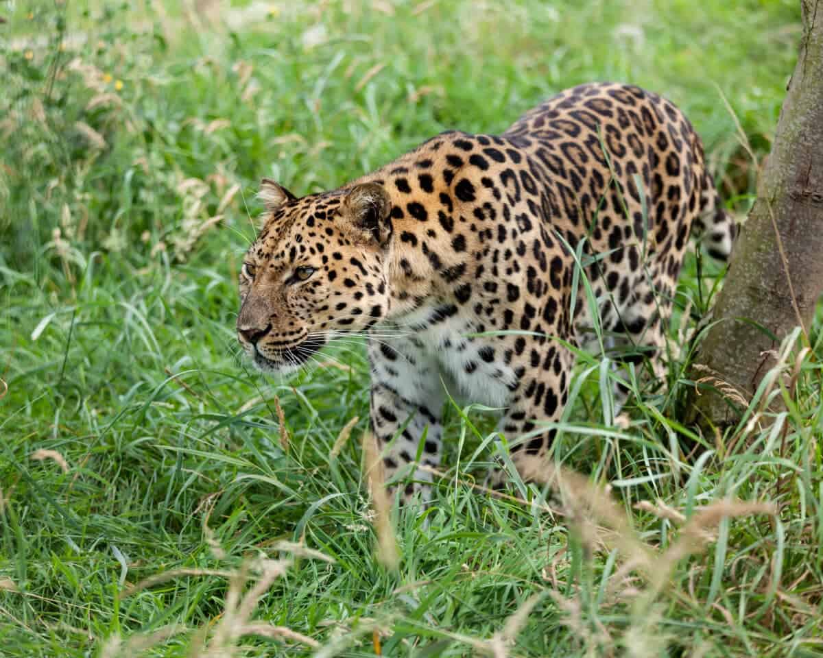 Watch: World's Most Endangered Big Cat – Amur Leopard