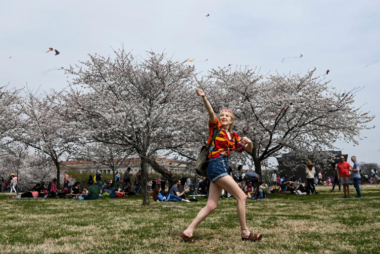 A person flies a kite on the National Mall in Washington D.C on March 30, 2019 during the Blossom Kite Festival. This year's Blossom Kite Festival will take place on Saturday March 30, 2024.