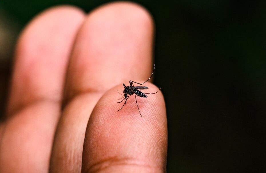 brasil atinge 1,6 mil mortes confirmadas por dengue