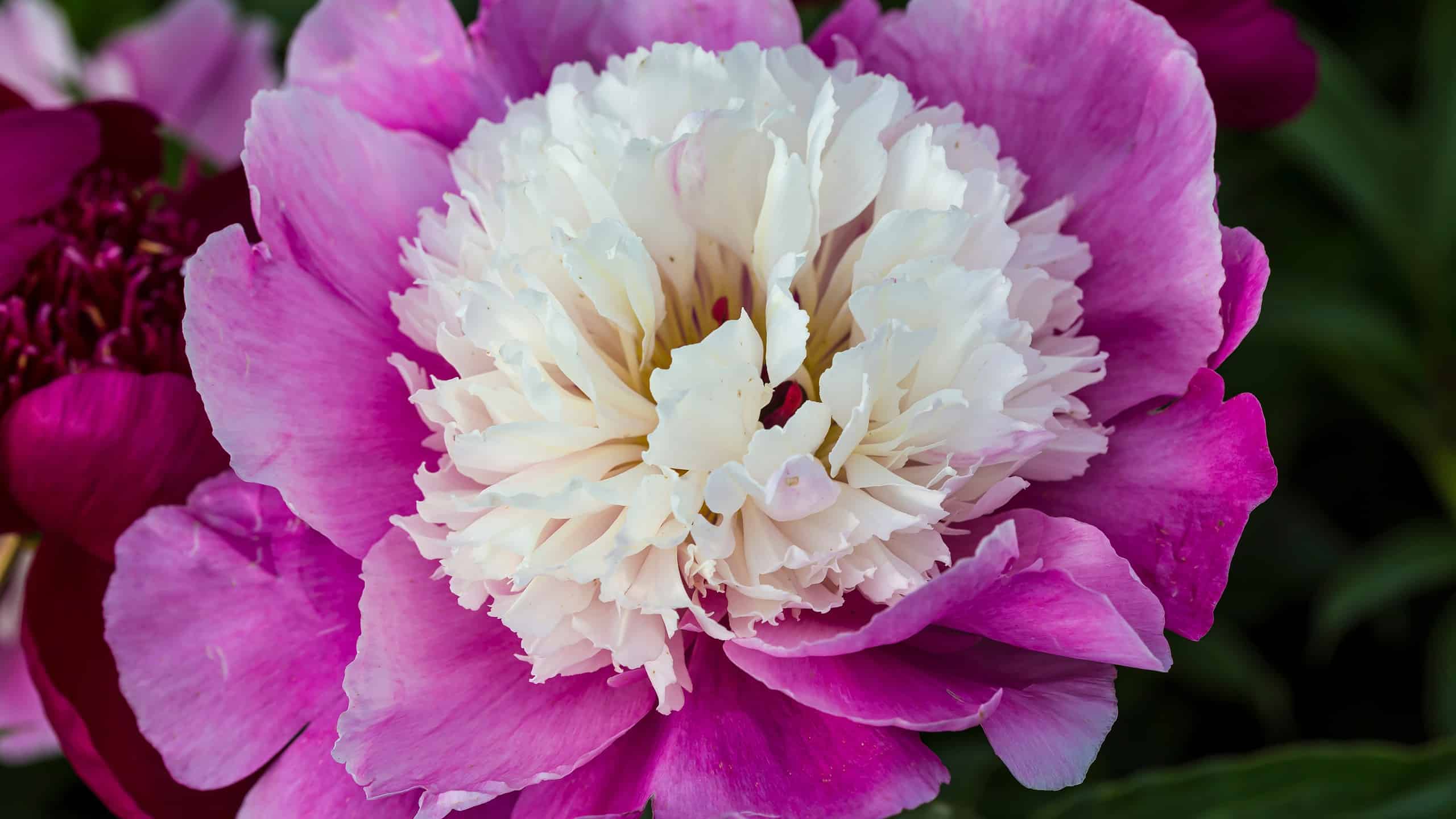 8 Flowers That Symbolize Life