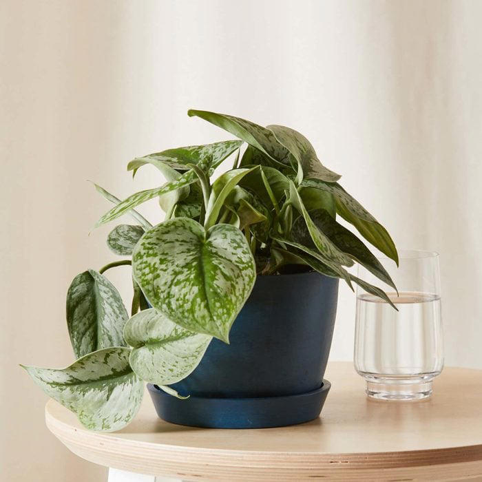 21 Small Indoor Plants for Apartment Dwellers