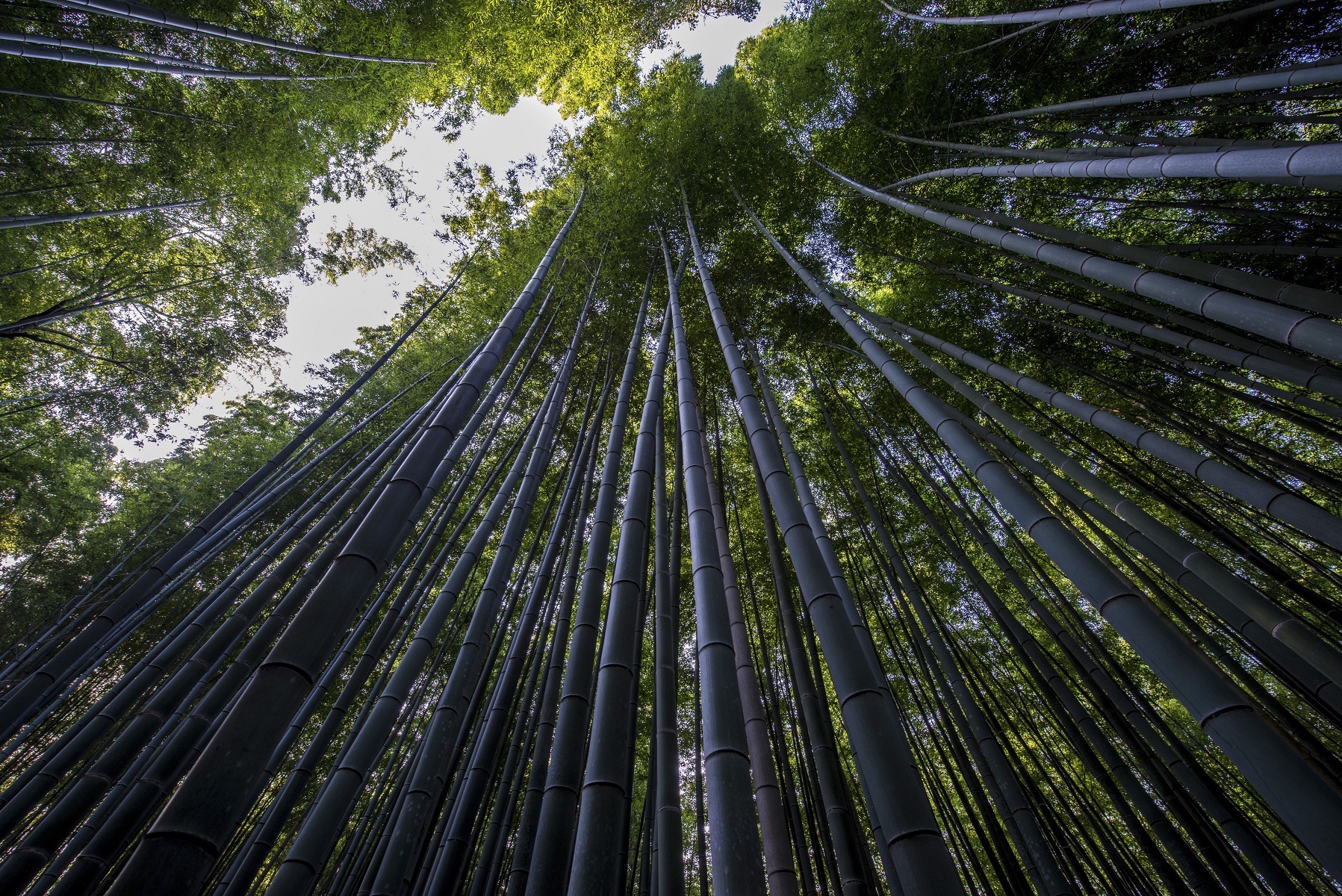 <p>If you’d like to try the Japanese practice of <a href="https://www.nationalgeographic.com/travel/article/forest-bathing-nature-walk-health"><em>shinrin-yoku</em></a> (“forest bathing”), there’s no better place to experience it than Sagano Bamboo Forest on the outskirts of Kyoto. </p><p>The grove’s bamboo trees aren’t just famous for their towering height. The <a href="https://www.youtube.com/watch?v=8Vky3vEL6Dc&ab_channel=SoundofKyoto%2FSoundof%E4%BA%AC%E9%83%BD">sound</a> of their gentle swaying was included on the <a href="https://www.cnn.com/travel/article/sagano-bamboo-forest/index.html">100 Soundscapes of Japan</a> list by the country’s Ministry of Environment. </p><p>If you can escape the crowds, take a moment to listen to this unique and soothing sound. </p>