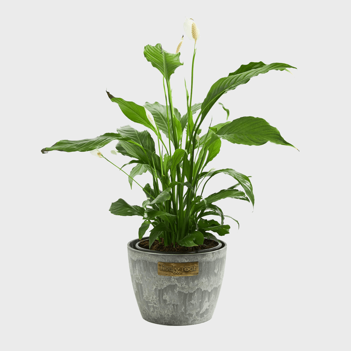 21 Small Indoor Plants For Apartment Dwellers