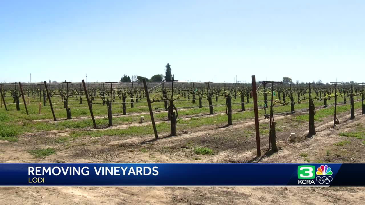 Wine Supply Is Exceeding Demand How Lodi Growers Are Impacted 