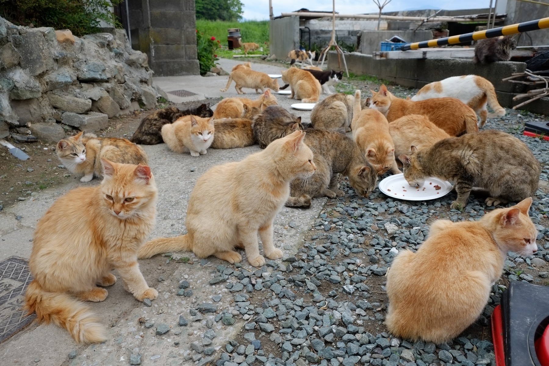 <p>Fun fact: Japan is home to almost a <a href="https://www.theatlantic.com/photo/2015/03/a-visit-to-aoshima-a-cat-island-in-japan/386647/">dozen “cat islands,”</a> where wild felines outnumber the human population. The most famous of these communities is Aoshima, where over 100 cats outnumber their human neighbours by six to one. </p> <p>Cats were first introduced to this tiny fishing community to keep vermin at bay, but their population has boomed ever since. Aoshima is now a popular attraction for tourists, but residents <a href="https://www.youtube.com/watch?v=Ho2htMvL3gc&ab_channel=BBCNews">worry</a> that the influx of visitors could disrupt their quiet lives. </p>