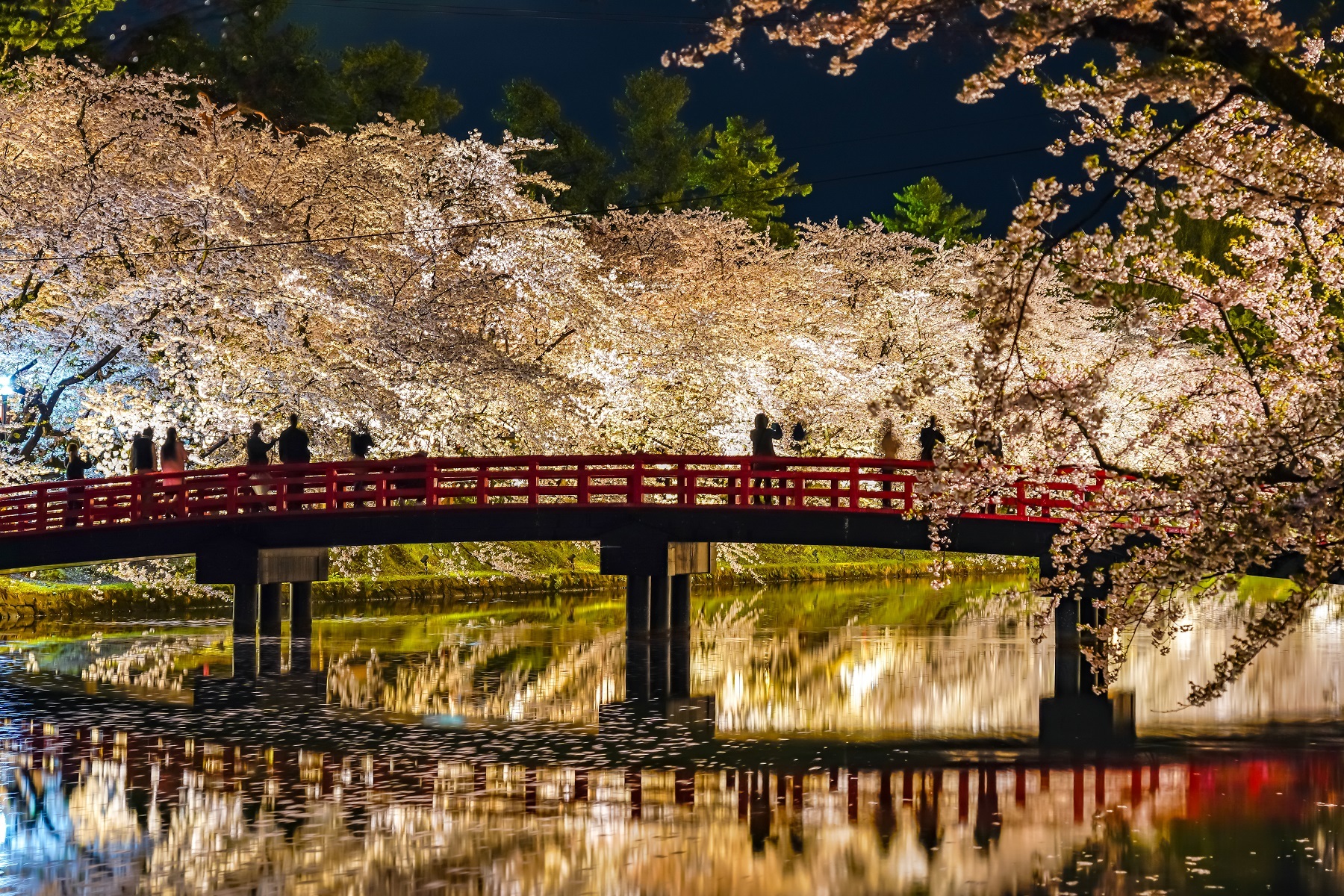 <p>Every spring, cherry trees (or <em>sakura</em>) blanket <a href="https://www.japan.travel/en/spot/654/">Hirosaki Park</a> in pink blooms, making it one of Japan’s best locations for appreciating this iconic blossom. The park is also famous for its old Somei-Yoshino cherry tree, which was planted in 1882.</p> <p>The Somei-Yoshino tree is always in full bloom in time for the <a href="https://www.hirosaki-kanko.or.jp/en/edit.html?id=cherry_blossom_festival">Hirosaki Cherry Blossom Festival</a>, a major annual highlight that features a <em>sakura</em> tunnel, illuminated bridges at night, music and performances. </p>