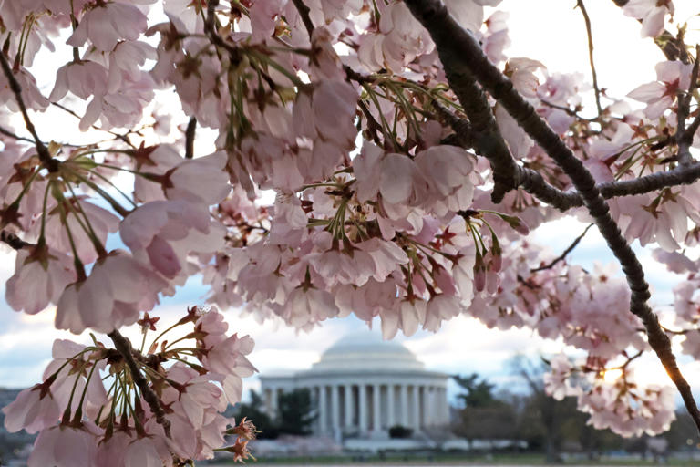 Stunning Cherry Blossoms Spring in Full Bloom in Washington, D.C.