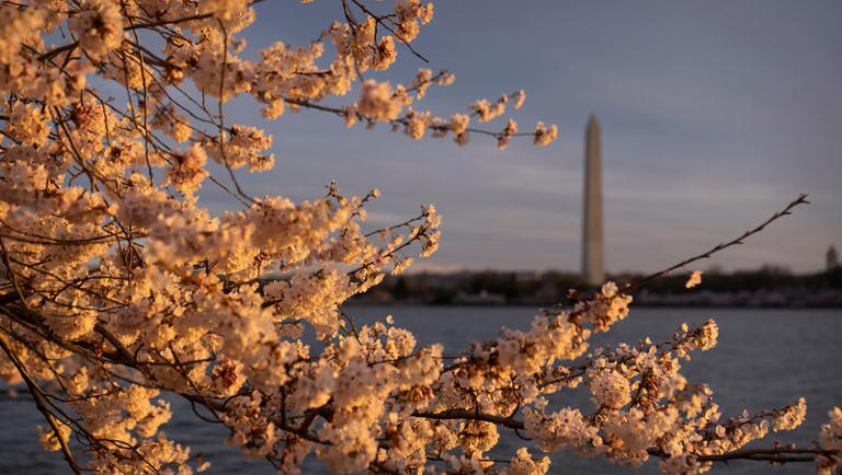 The Washington Monument is seen from the Tidal Basin amid cherry blossoms, which enter their peak bloom this week in Washington, Monday, March 18, 2024, in Washington.