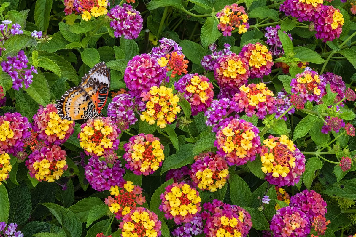 The Best And Brightest Summer Flowers To Grow In Your Garden