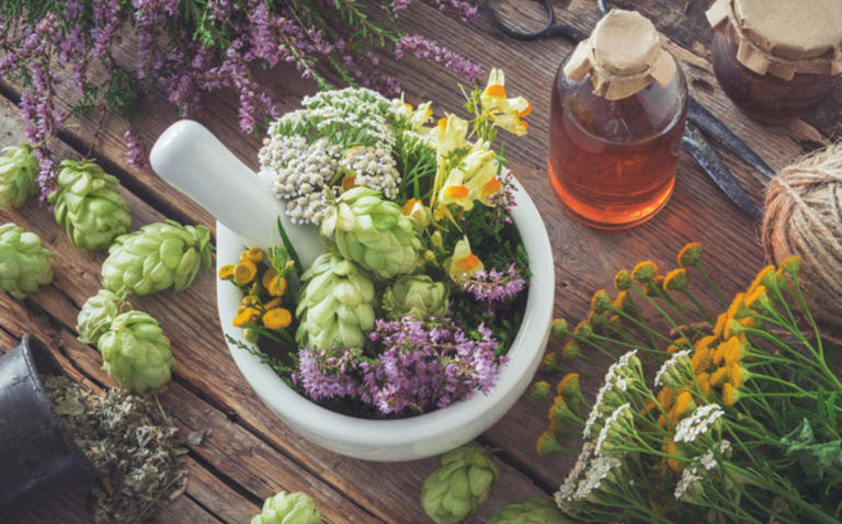 Plantas Medicinales De México: Las 10 Más Efectivas Para Todo Mal