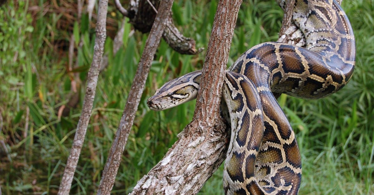 These Are the Weirdest Snakes Found in America