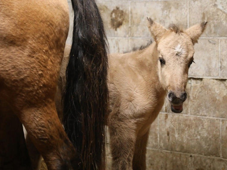 IT'S A BOY: Second foal born at Ottawa's Mādahòkì Farm, expanding the ...