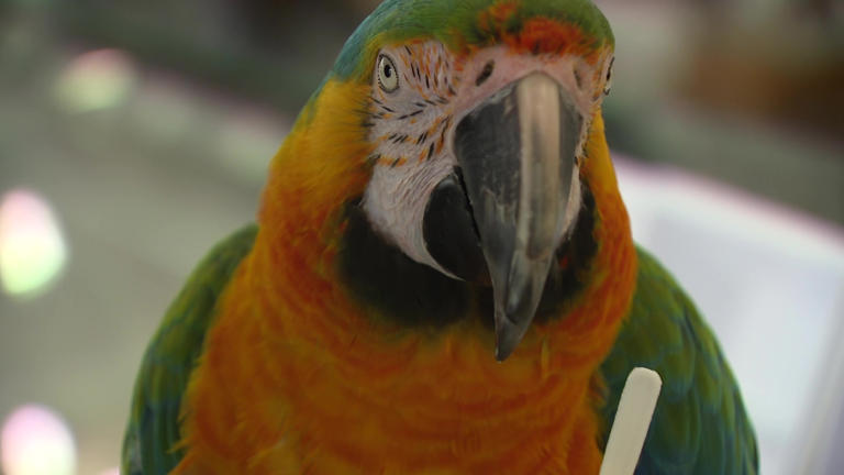 Rare macaw treated to mango gelato after surviving a hawk attack while ...