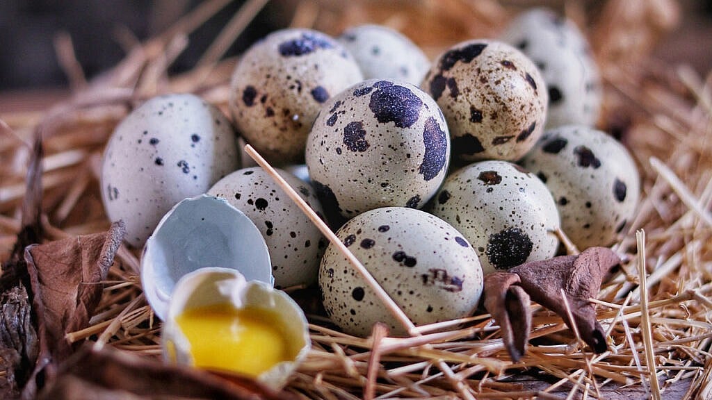 großes leid für kleine eier: 6 gründe, warum du auf wachteleier verzichten solltest