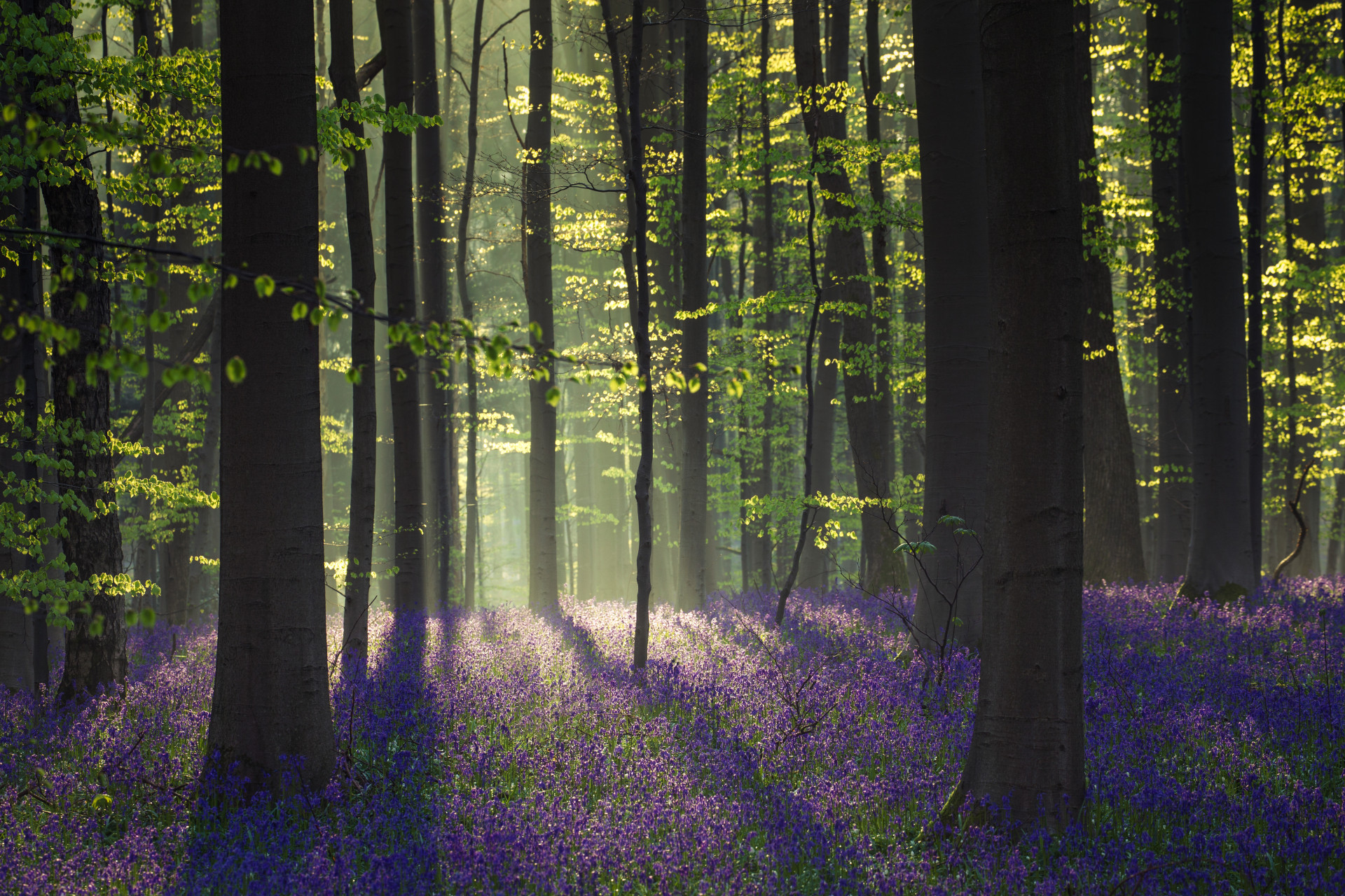 The Enchanted Forests That Look Like They're Straight Out Of A Fairy Tale