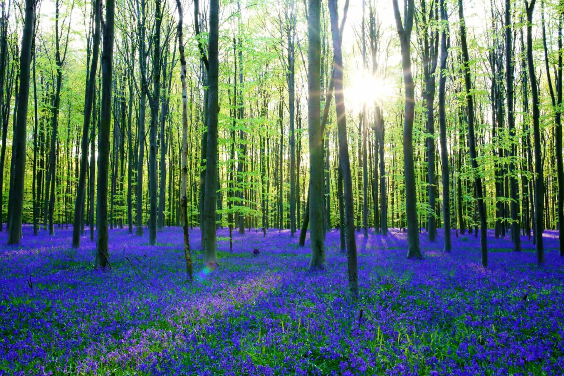 The enchanted forests that look like they're straight out of a fairy tale