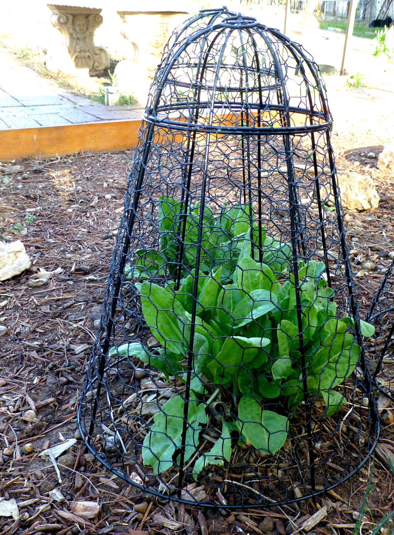 Gardening for You: Protect Spring greens from hungry critters