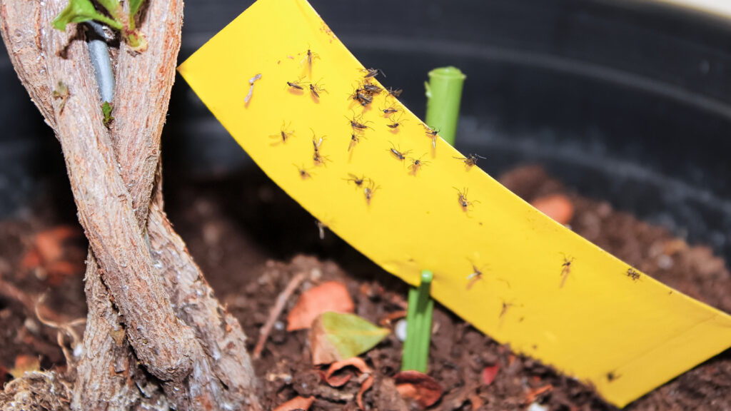 Homemade Gnat Traps That Are Surprisingly Effective