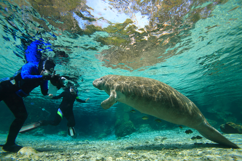 <p>For those who are a bit more adventurous, there are also several opportunities to swim with the manatees. </p>  <p>One of the best places to do this is at Crystal River. The manatees are attracted to the warm springs here and no strangers to curious tourists.</p>