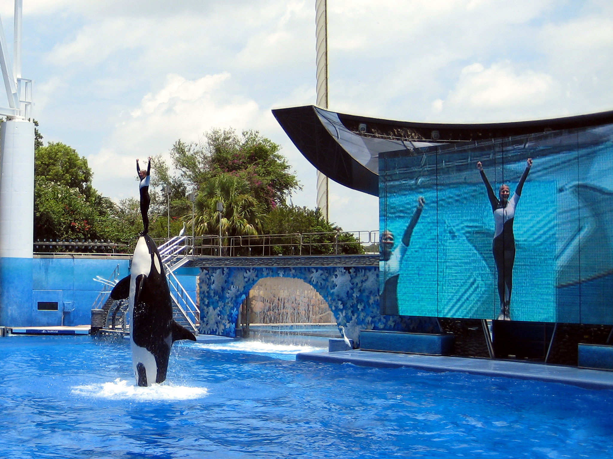 <p>SeaWorld is another huge amusement park that’s popular among family vacationers. </p>  <p>In addition to the famous dolphin and whale shows, people can also see cool performances from a range of other animals, including otters, sea lions, and even a few cats.</p>