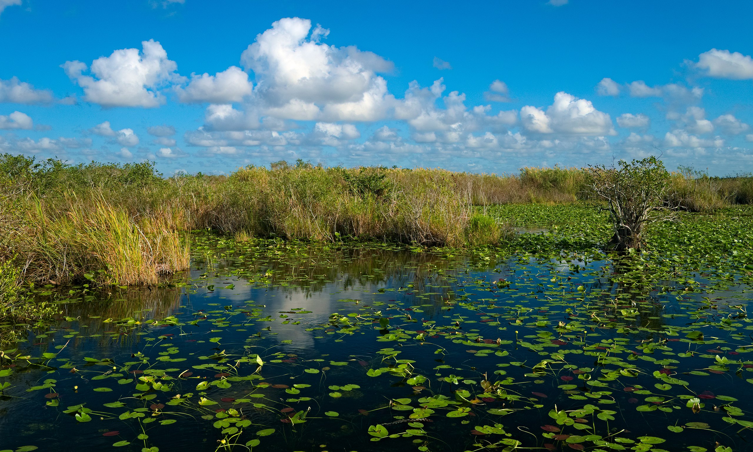 <p>Protecting <strong>1.5 million acres of swamp and marshland</strong>, this crucial ecosystem is the home of some of Florida’s best wildlife. </p>  <p>Alligators, American crocodiles, panthers, manatees, and river otters are just some of the animals you can see here.</p>