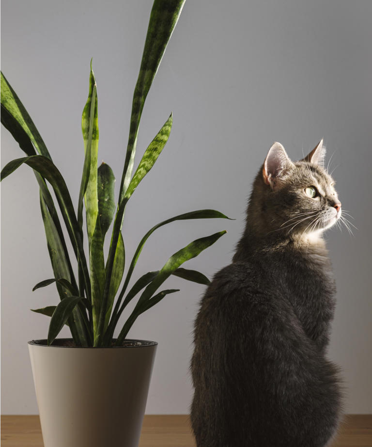 Are Snake Plants Toxic To Pets? Indoor Plant Experts Reveal All