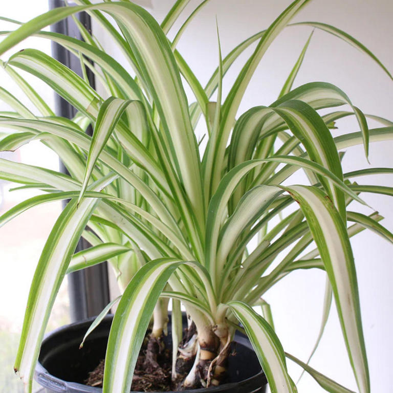 Are snake plants toxic to pets? Indoor plant experts reveal all