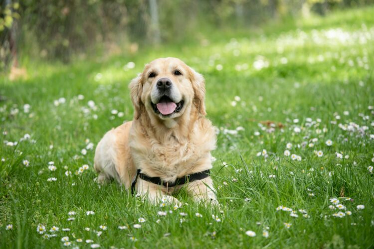 15 Best Dog Breeds For Senior Citizens