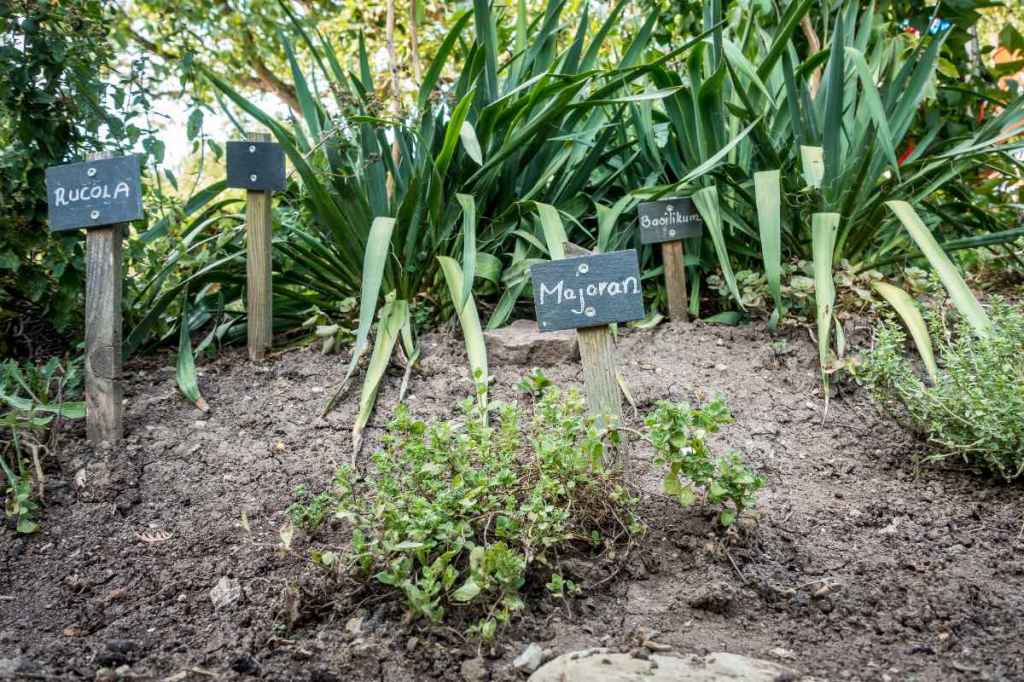 kräutergarten: diese kräuter darfst du nicht nebeneinander pflanzen