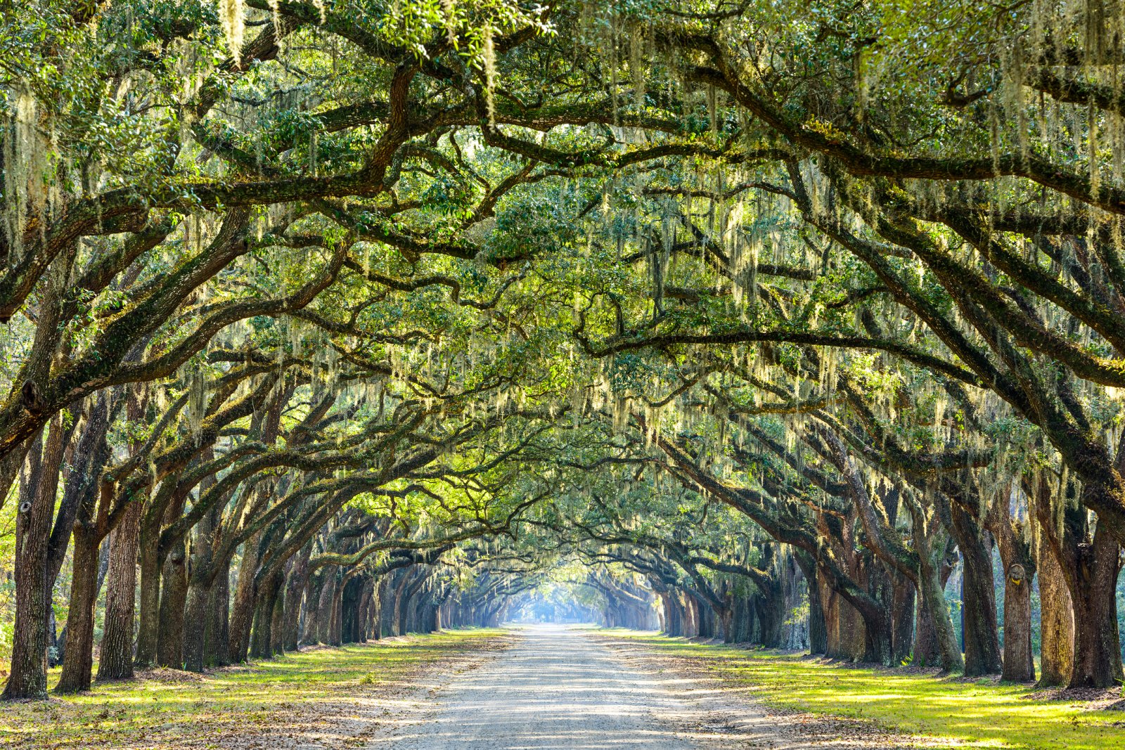 <p><span>Experience the timeless beauty and Southern charm of Savannah, with its historic squares, oak-lined streets, and Spanish moss that evoke the ambiance of the Old World.</span></p>