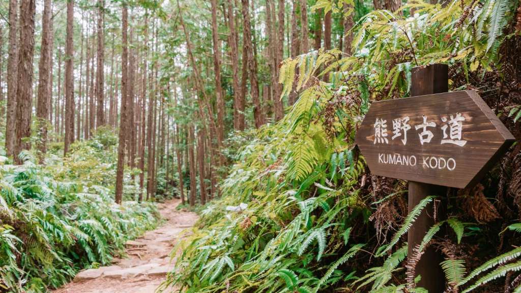 <p>Kumano Kodo is popular among outdoor enthusiasts looking to connect with their spirituality or seek natural tranquility. </p><p>The Kumano Kodo pilgrimage network begins at various points in the Kii Peninsula of Japan, including the cities of Tanabe, Kii-Katsuura, and Shingu. It then passes through sacred sites and shrines such as the famous Kumano Hongu Taisha, Kumano Nachi Taisha, and Kumano Hayatama Taisha.</p><p>The trail winds through verdant forests, ancient cedar groves, rice paddies, and picturesque villages, offering stunning views of the surrounding mountains, rivers, and coastline.</p><p>This hike offers more than scenery. It is also a deep dive into Japan’s rich cultural heritage as trekkers get to traverse routes that emperors, samurais, and pilgrims traversed over thousands of years in search of spiritual healing.</p><p class="has-text-align-center has-medium-font-size">Read also: <a href="https://worldwildschooling.com/visa-free-asian-destinations/">Visa-Free Destinations in Asia</a></p>
