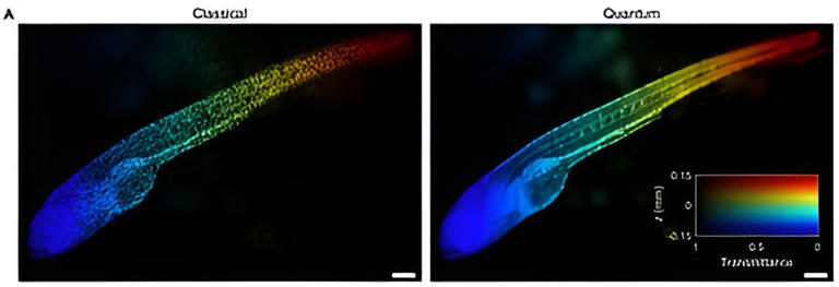 A zebrafish is shown classically imaged (left) and using the ICE technique (right), in the presence of unwanted, or stray light, that could interfere with the quality of an image. The black dots in the classical image are imperfections caused by stray light. Credit: Science Advances (2024). DOI: 10.1126/sciadv.adk1495