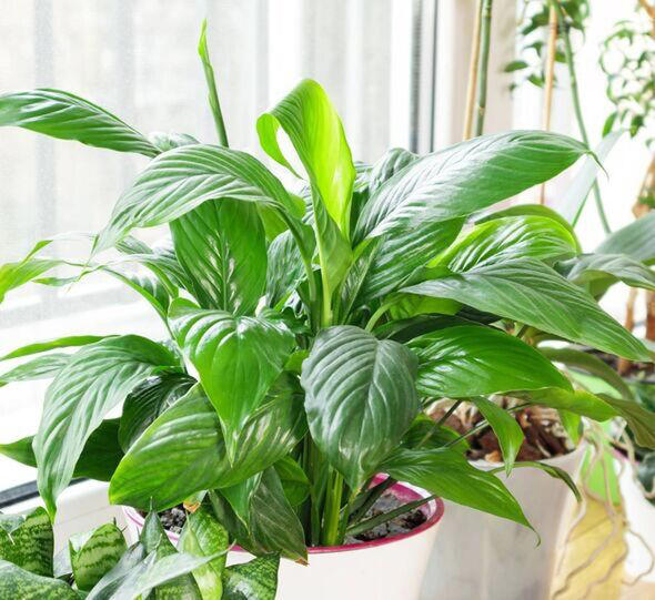 How To Make Peace Lily Flower: 'secret' Banana Water Trick For Blooms 